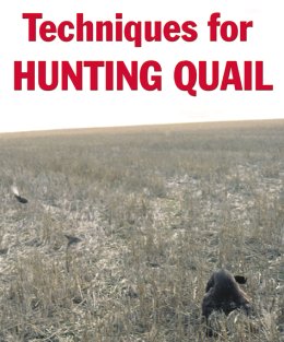 Techniques for Hunting Quail - page 20 Issue 27